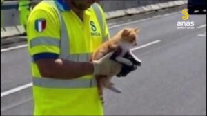 Tangenziale di Catania, un gatto fugge da un’auto, salvato