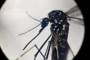 Dengue, in focolai in Italia prevale trasmissione a breve distanza: entro 400 metri