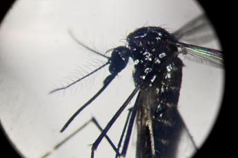 Dengue, in focolai in Italia prevale trasmissione a breve distanza: entro 400 metri