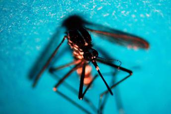 West Nile, caso di encefalite a Napoli. Rezza: “Sorveglianze bloccate, serve soluzione”