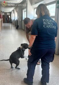 Roma – Legata con una catena a un furgone, senza acqua né cibo. Cucciola di pitbull salvata dagli agenti della polizia locale