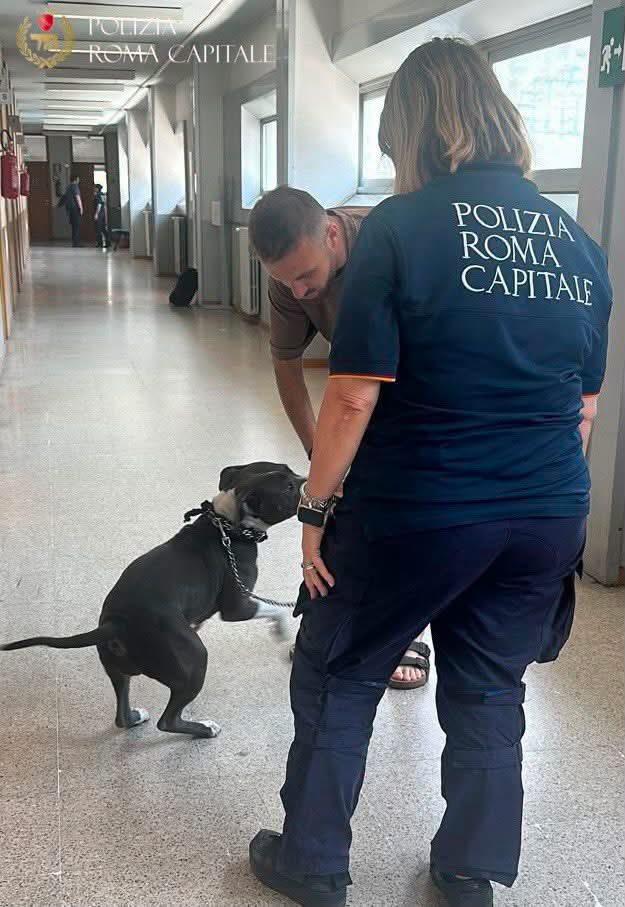 Roma – Legata con una catena a un furgone, senza acqua né cibo. Cucciola di pitbull salvata dagli agenti della polizia locale