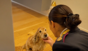Online il nuovo spot della Polizia contro l’abbandono degli animali (VIDEO)