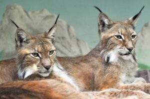 Al Bioparco di Roma nuova area dedicata alle linci Kouban e Sanja