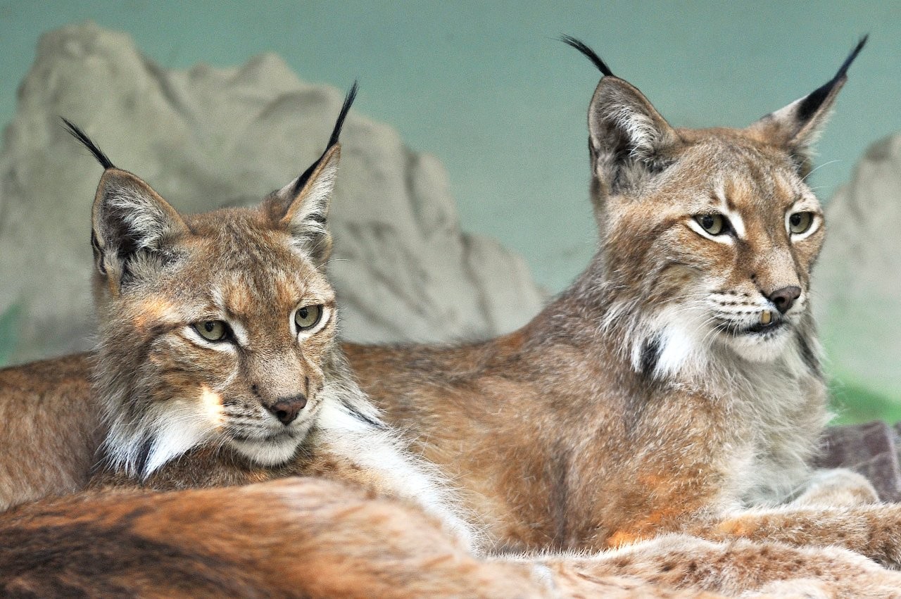 Al Bioparco di Roma nuova area dedicata alle linci Kouban e Sanja