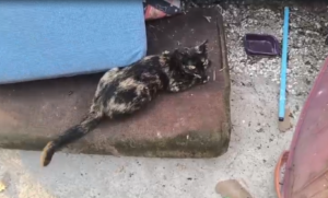Viterbo – “Sembra un terremoto”: gatti dispersi e cucce distrutte a strada Filante. Il dramma della colonia felina sepolta dai rifiuti (VIDEO)