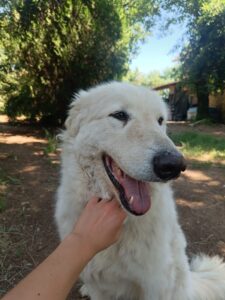 “La Voce del Cane ODV”, tutti i “pelosi” in cerca di adozione a Terni e zone limitrofe (FOTO)