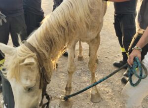 Civitavecchia – Cavallo anziano si accascia a terra: salvato dai Vigili del fuoco con una speciale imbracatura (FOTO)