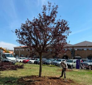 Civita Castellana – Il Prunus abbattuto dal nubifragio torna al suo posto (FOTO)