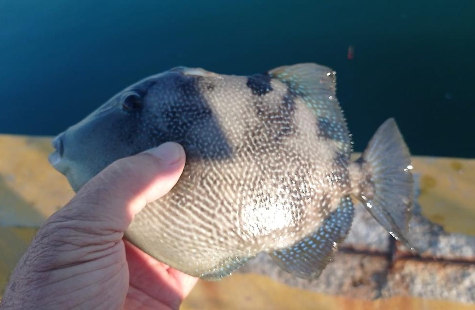 Pesce balestra nel mare di Santa Marinella, cresce l’attenzione dopo i casi registrati in Campania