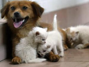 Acqua sempre disponibile e attenzione a superfici calde, 5 consigli per proteggere cani e gatti in estate