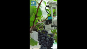 Cina, robot basati sull’IA rivoluzionano la viticoltura tradizionale