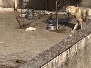 Sicilia, quattro cuccioli morti sotto il sole a 43 gradi. Il devastante VIDEO dei soccorsi scuote l’Italia