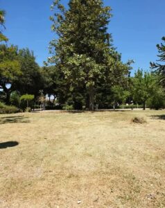 Viterbo – Pratogiardino ridotto a un deserto: tagliano un’erba che non c’è più, il “polmone verde” di Viterbo fa discutere