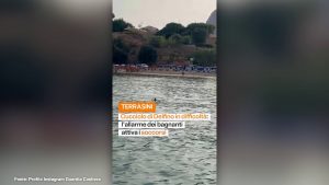Cucciolo di delfino in difficoltà salvato dalla Guardia Costiera nel Palermitano