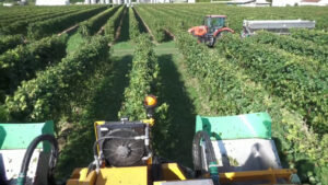 Coltivaitalia, nuove risorse per l’agricoltura