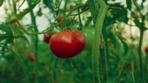 Pomodoro, il clima mette alla prova la raccolta