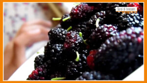 Sorsi di Benessere – Un frullato di more