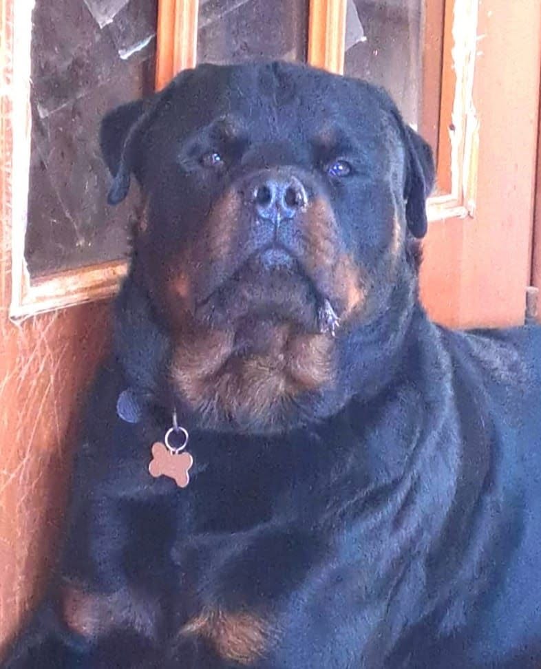 Cade in una fossa con liquami e dopo un mese muore, la famiglia di Django chiede giustizia