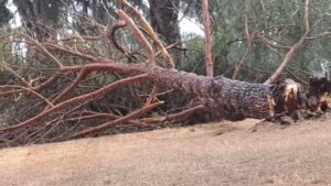 Maltempo nel basso Viterbese, alberi abbattuti e strade chiuse tra Civita Castellana e Corchiano: un’auto colpita da una pianta (FOTO)