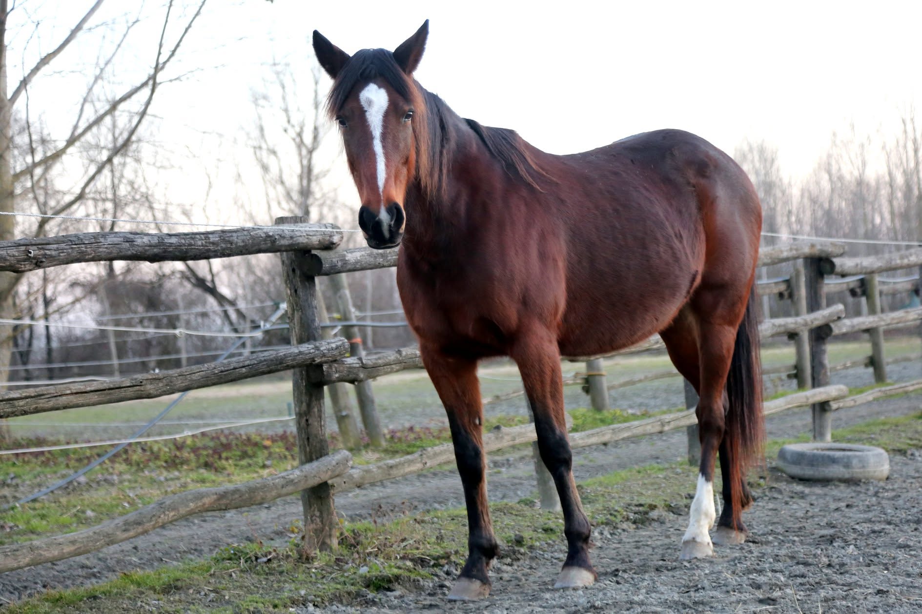 È morto il cavallo Varenne