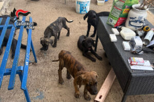 Cani maltrattati e denutriti, denunciato uomo di Ardea
