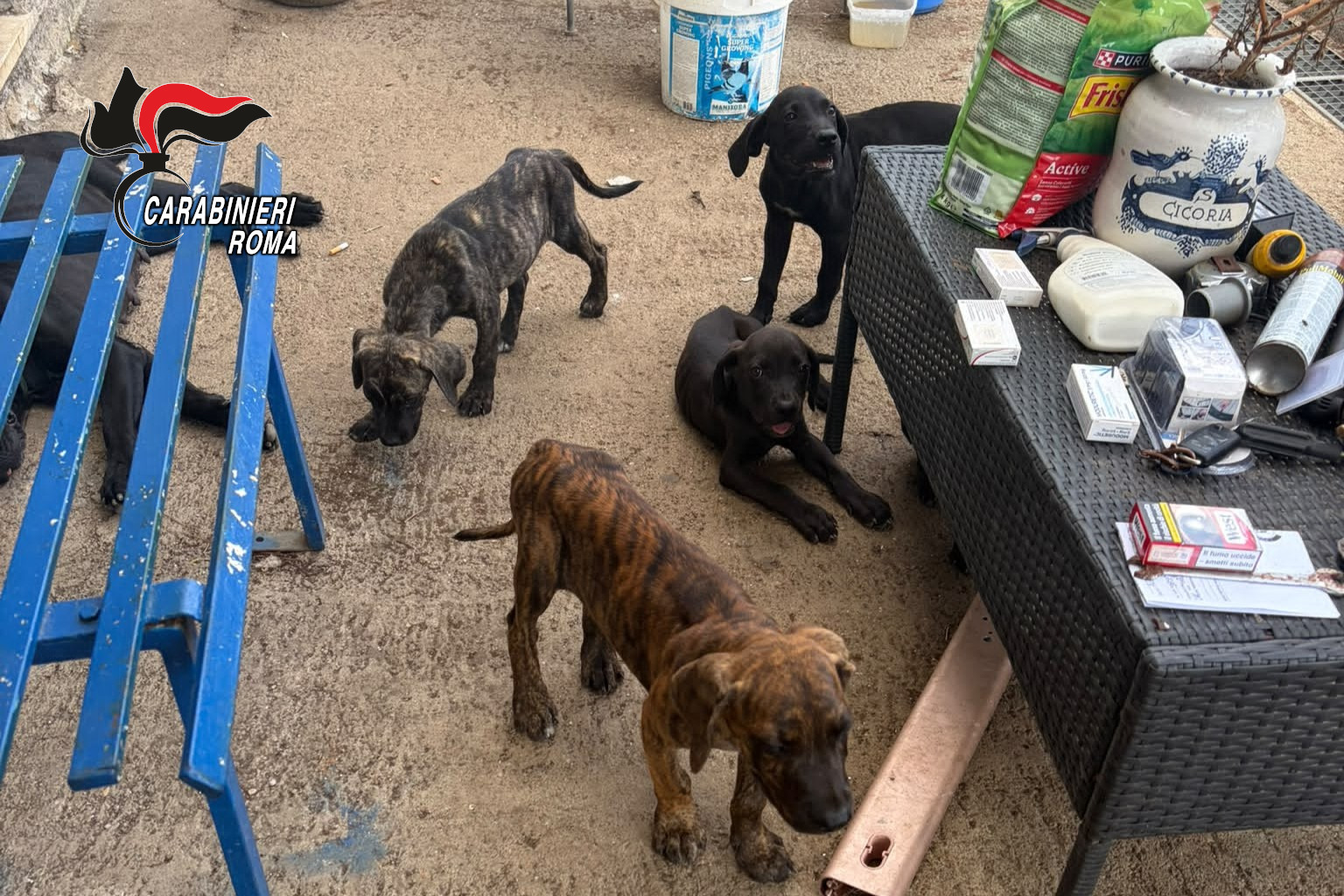 Cani maltrattati e denutriti, denunciato uomo di Ardea