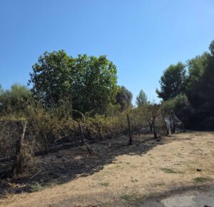 Montalto di Castro – Incendio di sterpaglie, intervento rapido di Protezione civile e Vigili del fuoco (FOTO)