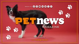 PetNews Magazine – 31/8/2026