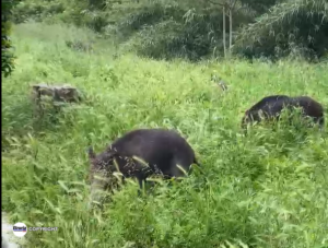 Cinghiali a Tolfa, branco aggredisce e uccide una cagnolina. La denuncia: “Domani potrebbe succedere a una persona”