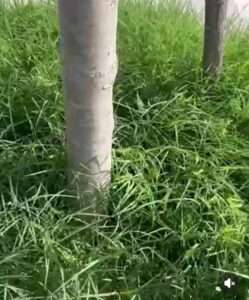 Tarquinia – Erba alta “soffoca” alberi di Viale Mediterraneo, sui social: “E’ colpa di Giulivi”