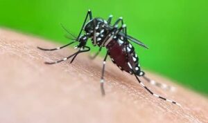 Acquapendente – Inizia la disinfestazione contro gli insetti: cosa devono fare i cittadini
