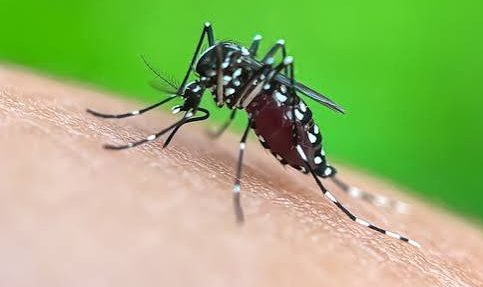 Acquapendente – Inizia la disinfestazione contro gli insetti: cosa devono fare i cittadini