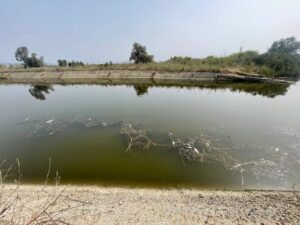 Strage di pesci tra Pescia Romana e Montalto, l’acqua ha troppo ossigeno: rilevato un livello del 160%. «Il mare non è coinvolto»