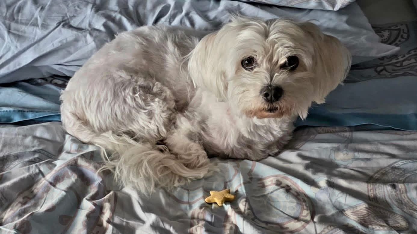 Civitavecchia, si perde Teddy: l’appello per ritrovare il maltese bianco