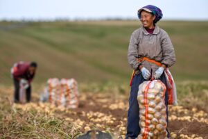 La Cina prevede un 2026 da record per il raccolto di cereali