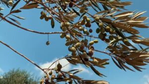Olio, sostegno alla filiera tra emergenze e rilancio