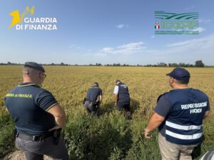 Pavia, maxi frode su riso biologico. Profitti illeciti per 10 milioni dl euro