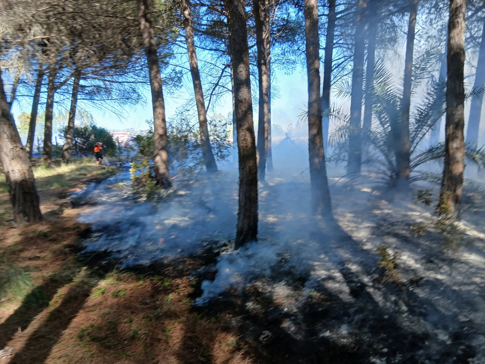 Tarquinia – Vasto incendio nella pineta di San Giorgio (FOTO)