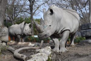 Al Bioparco di Roma si celebra il Rinoceronte con una domenica di eventi