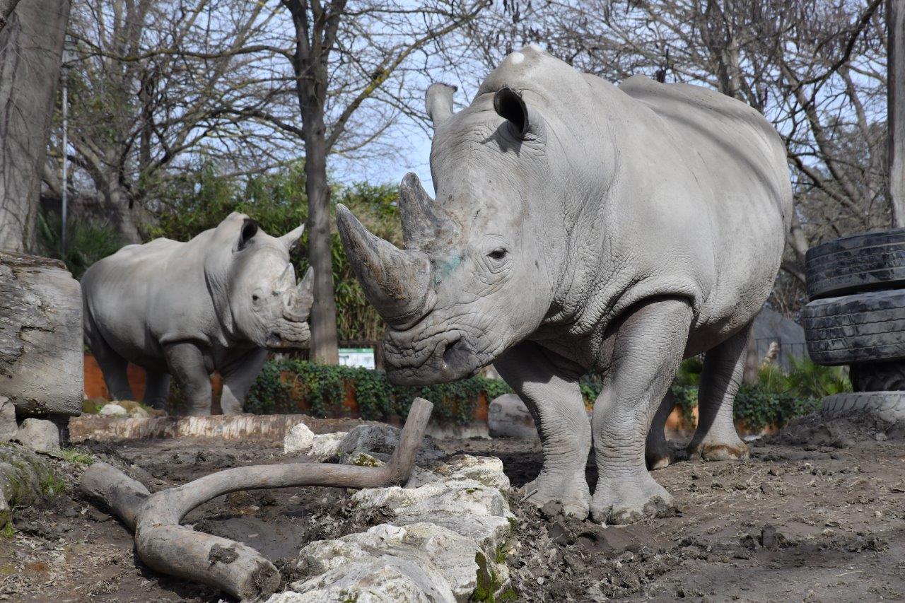 Al Bioparco di Roma si celebra il Rinoceronte con una domenica di eventi