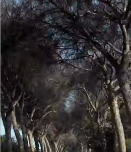 Strage di alberi sull’Appia tra Cisterna e Terracina, 50 di km di pini morti (VIDEO)