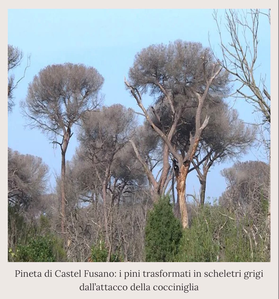 Strage di alberi a Roma: “I pini morti rimangono in piedi, quelli sani vengono abbattuti”