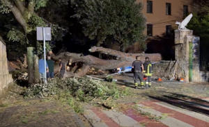 Tragedia sfiorata a Orvieto, enorme albero crolla sulla strada: distrutti muro e lampioni, danneggiata un’auto
