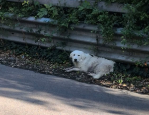 Cocò ferita nell’incidente a Bagnoregio, la mobilitazione della comunità: “La collaborazione può fare la differenza”