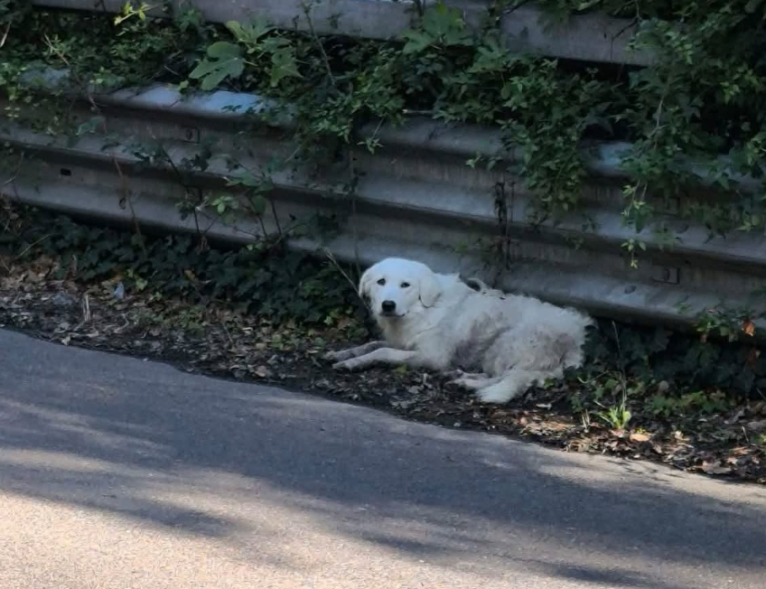 Cocò ferita nell’incidente a Bagnoregio, la mobilitazione della comunità: “La collaborazione può fare la differenza”