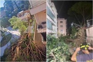 Roma, pino secolare cade su un palazzo in zona Salaria: residenti bloccati