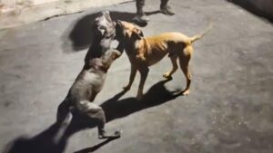 Combattimenti tra cani, la Lav dopo l’operazione a Gela: “Servono pene più severe”