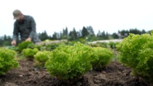 Biologico, nasce il marchio tricolore