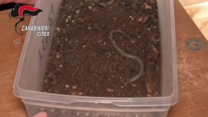 Trovato un piccolo serpente a bordo dell’aereo Lampedusa-Palermo, le immagini